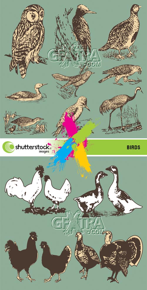 Stock Vector - Birds