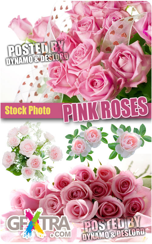 Pink Roses - UHQ Stock Photo