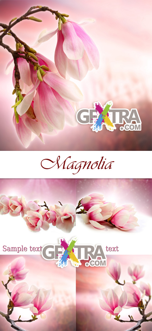 Magnolia Flowers 5xJPGs