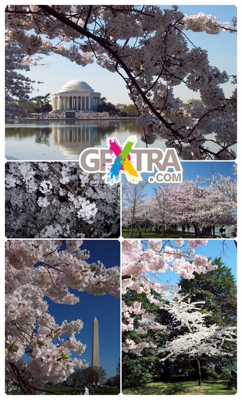 Photo Gallery - Sakura Gfxtra