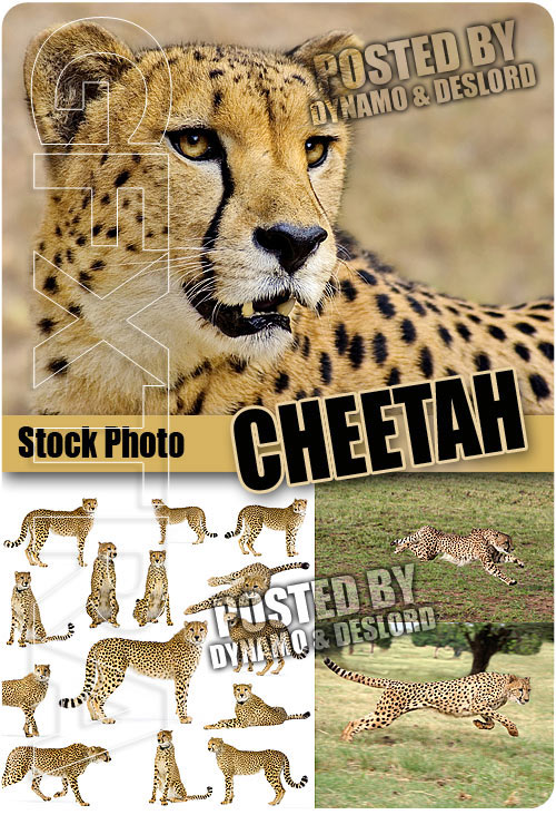 Cheetah - UHQ Stock Photo