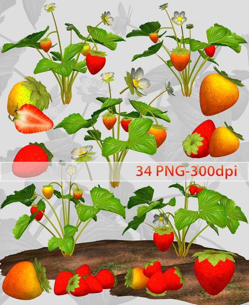 Berry Strawberry clipart PNG