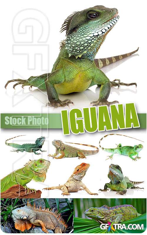 Iguana - UHQ Stock Photo