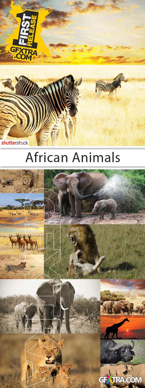 African Animals 30xJPG