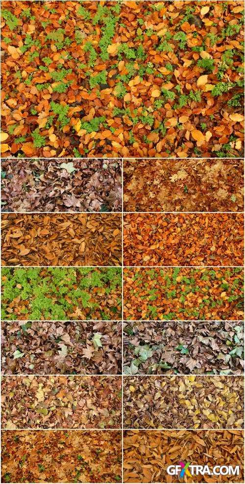 Autumn - Leaves & Grass Textures 59xJPG
