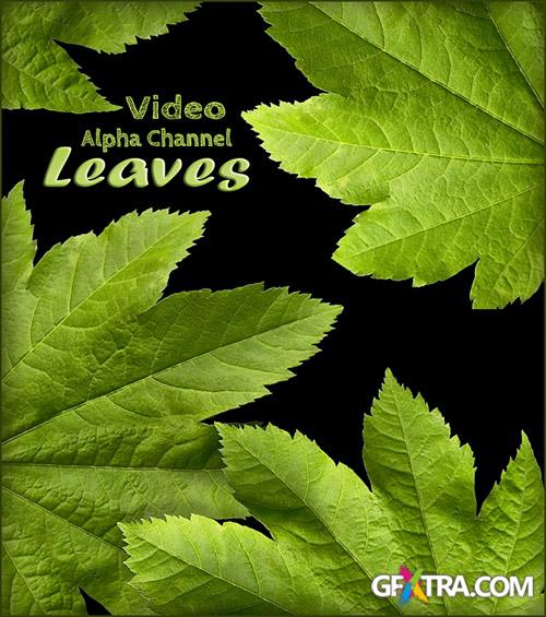 Alpha Channel Footage - Green Leaves - Creative Video Footage