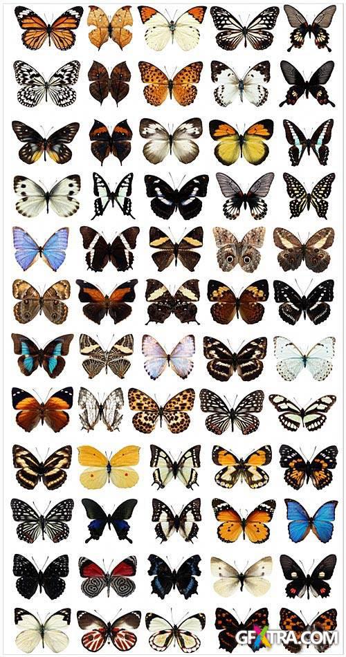 Butterfly collection in PSD