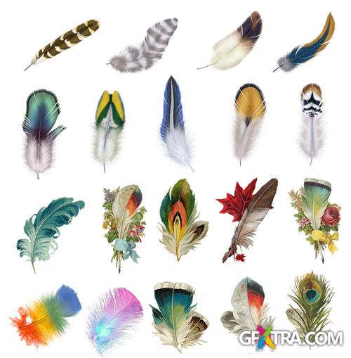 PSD Source - Feathers Images