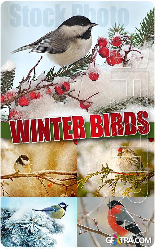 Winter birds - UHQ Stock Photo