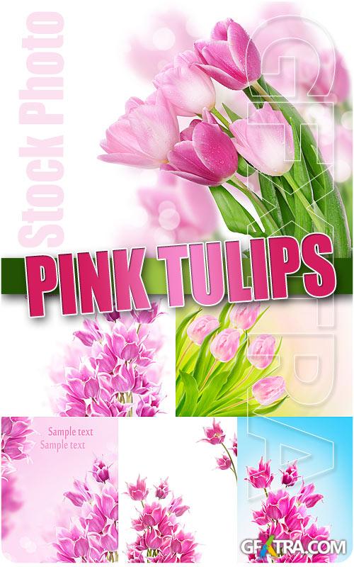 Pink Tulips - UHQ Stock Photo