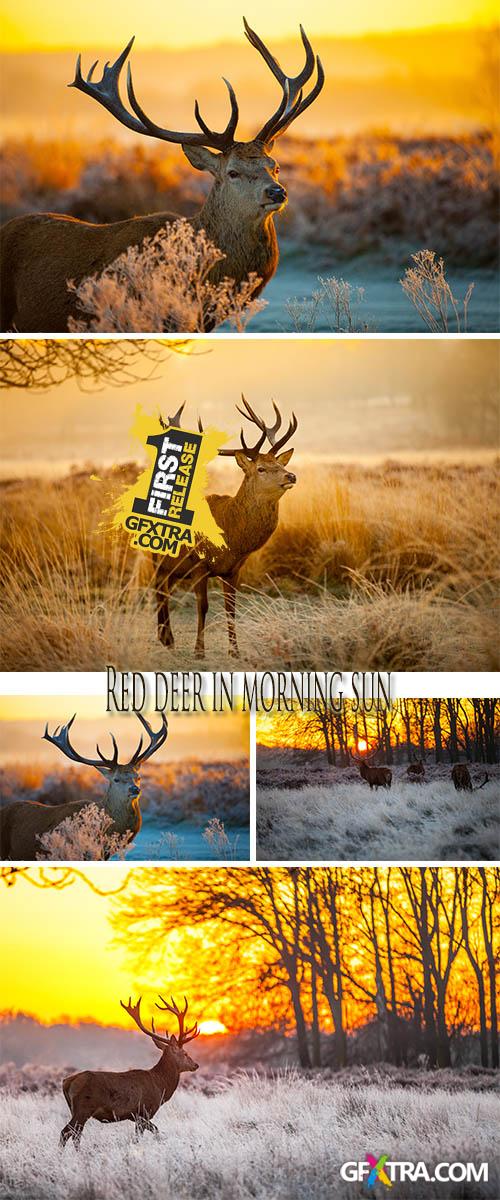 Stock Photo: Red deer in morning sun