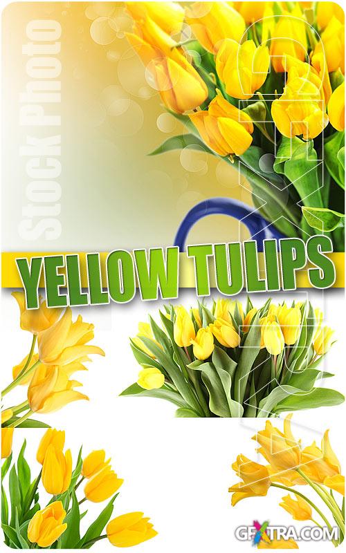 Yellow tulips - UHQ Stock Photo