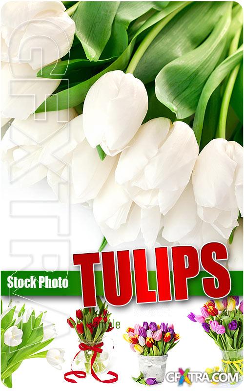 Tulips 2 - UHQ Stock Photo