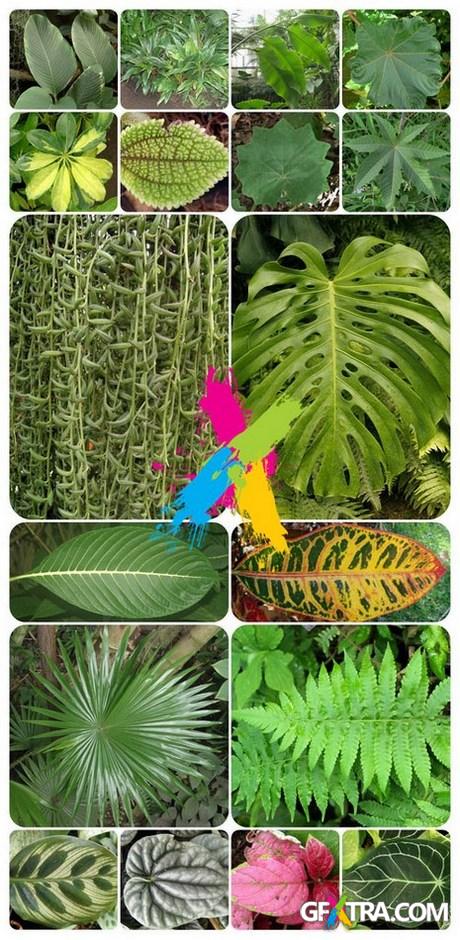 Photo Gallery - Leaves of tropical plants