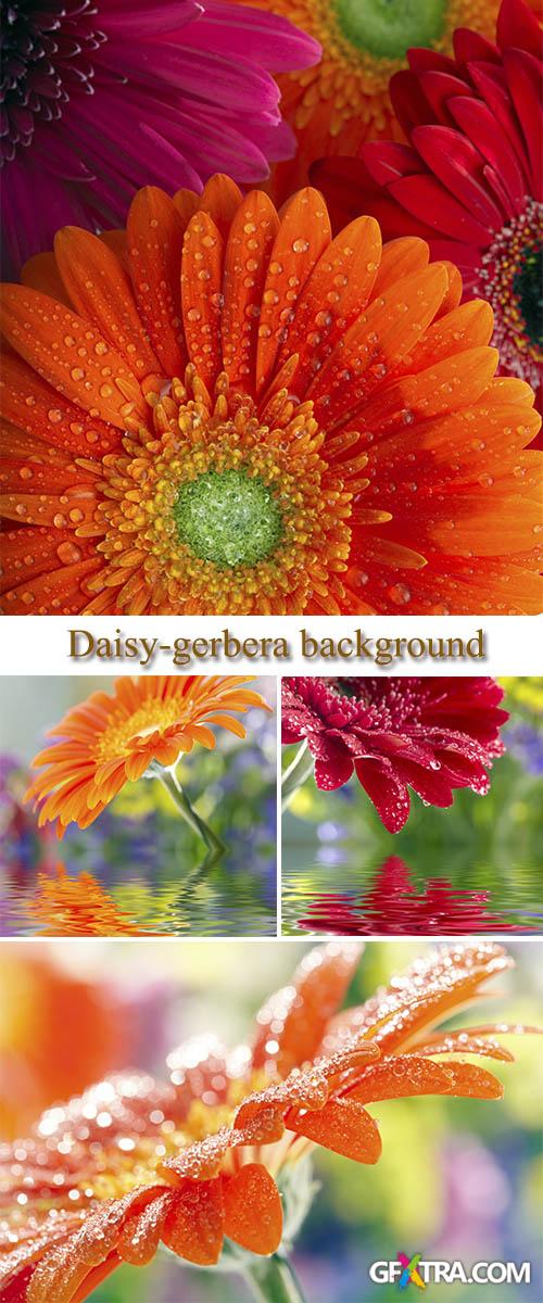 Stock Photo: Daisy-gerbera background