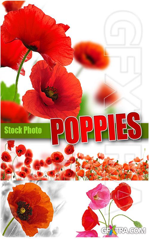 Poppies - UHQ Stock Photo