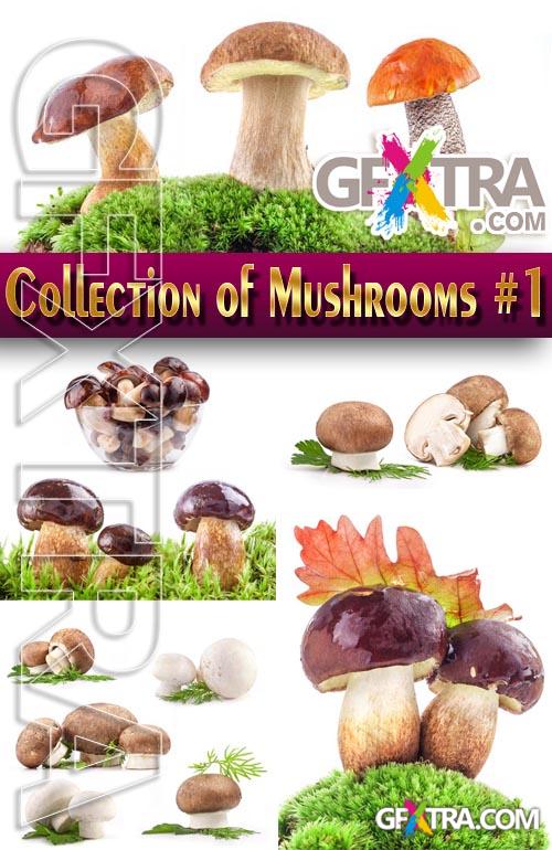 Food. Mega Collection. Mushrooms #1 - Stock Photo