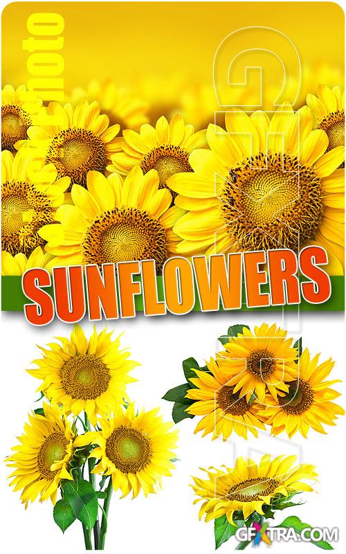 Sunflowers - UHQ Stock Photo