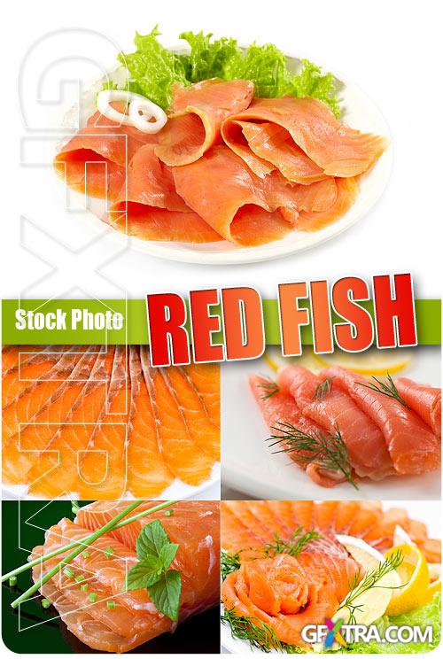 Red Fish - UHQ Stock Photo