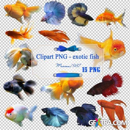 Clipart PNG - exotic fish