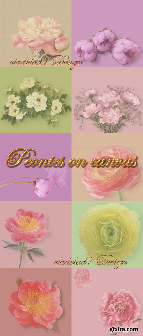 Backgrounds for Design - Peonies On Canvas