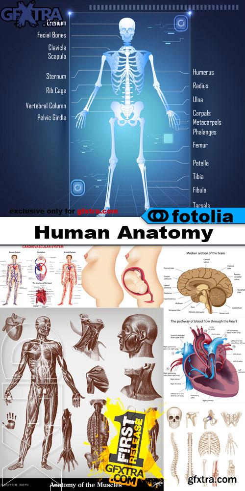 Human Anatomy 25xEPS