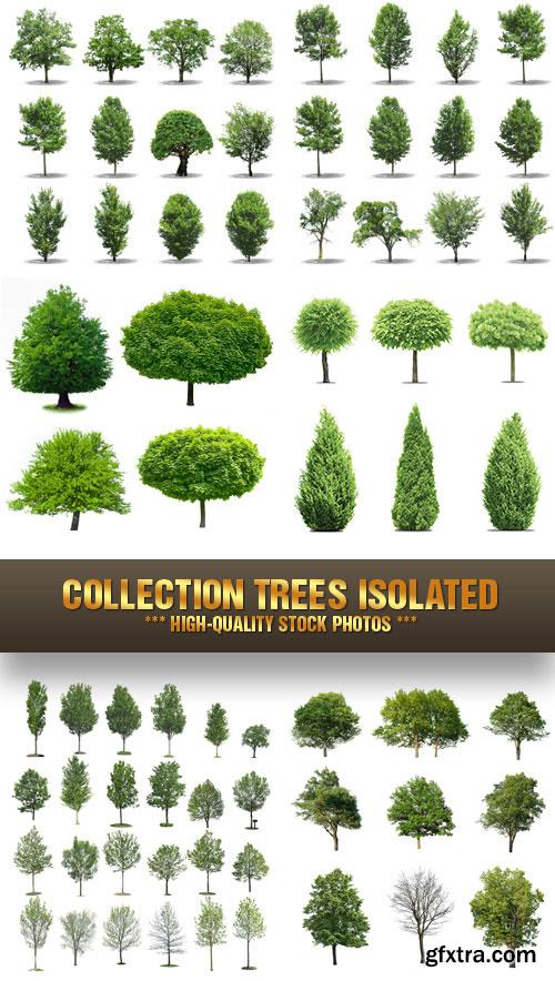 Stock Photo - Collection Trees Isolated