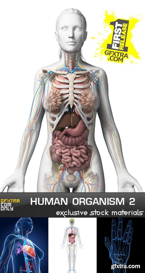 Human Organism #2, 25xJPG