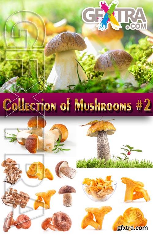 Food. Mega Collection. Mushrooms #2 - Stock Photo