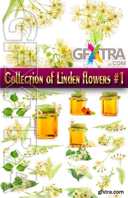 Food. Mega Collection. Honey and linden flowers #1 - Stock Photo