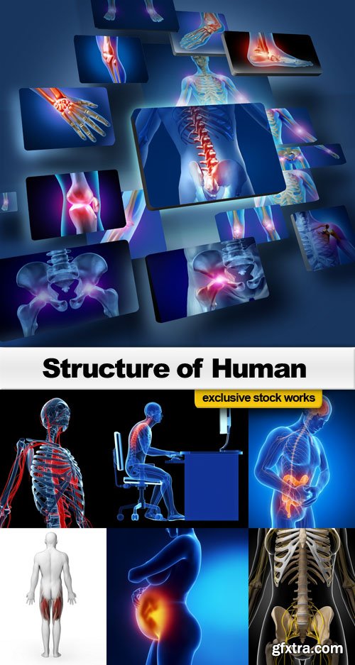Structure of Human - 25 UHQ JPEG