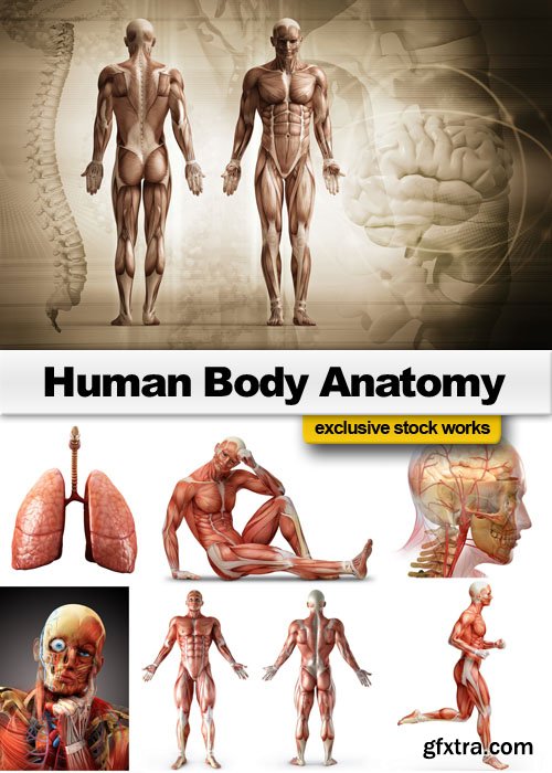 Human Body Anatomy 25xJPG