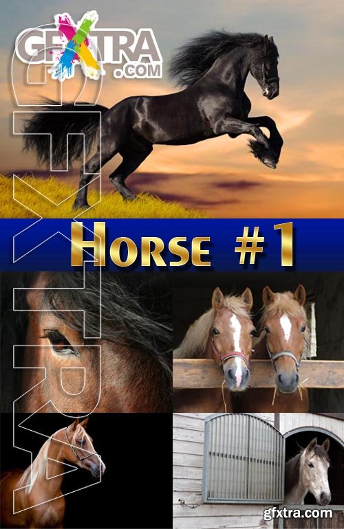 Horses #1 - Stock Photo
