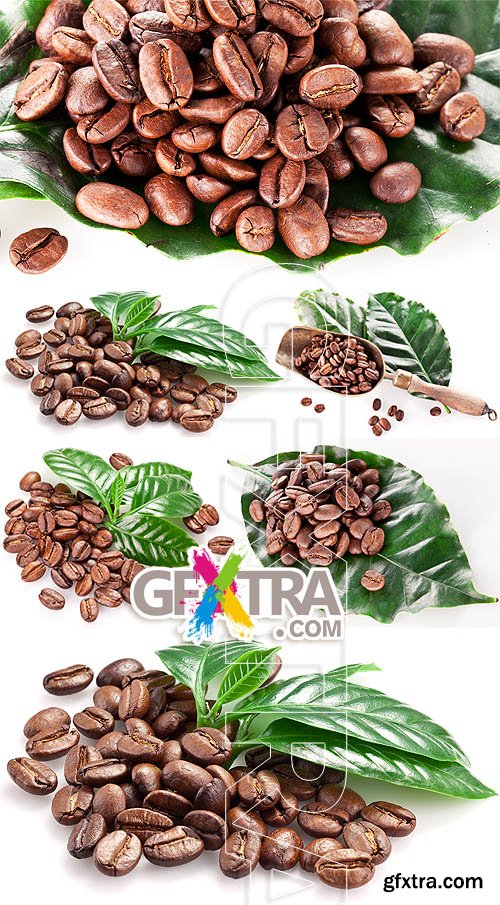 Coffee Beans on White Background 5xJPG