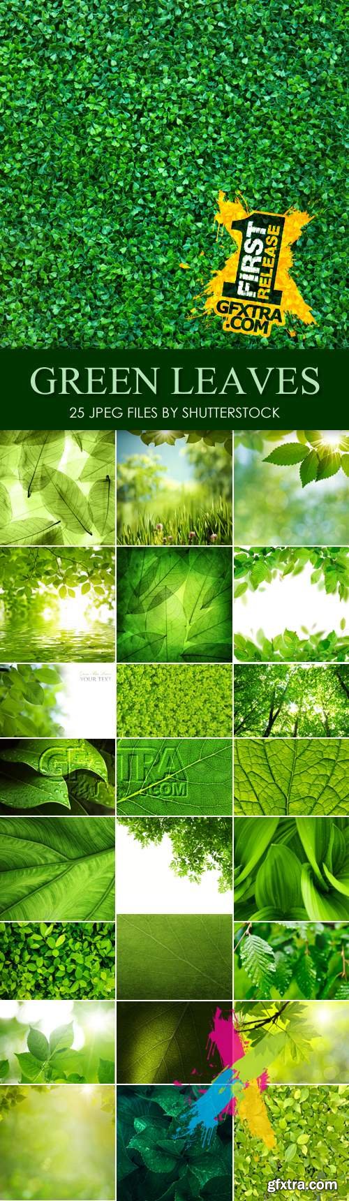 Stock Photo - Green Leaves 25 JPEG