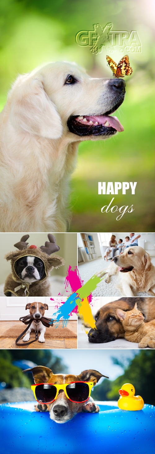 Stock Photo - Happy Funny Dogs