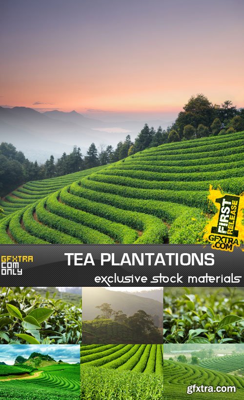 Tea Plantations 25xJPG