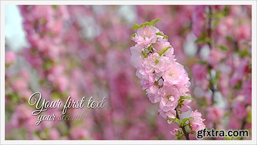 Videohive Photo Gallery and Cherry Blossoms 4698711