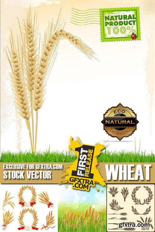 Stock Vectors - Wheat, 25xEps