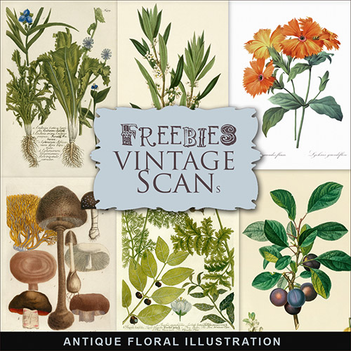 Scrap-kit - Antique Floral Illustrations 2014