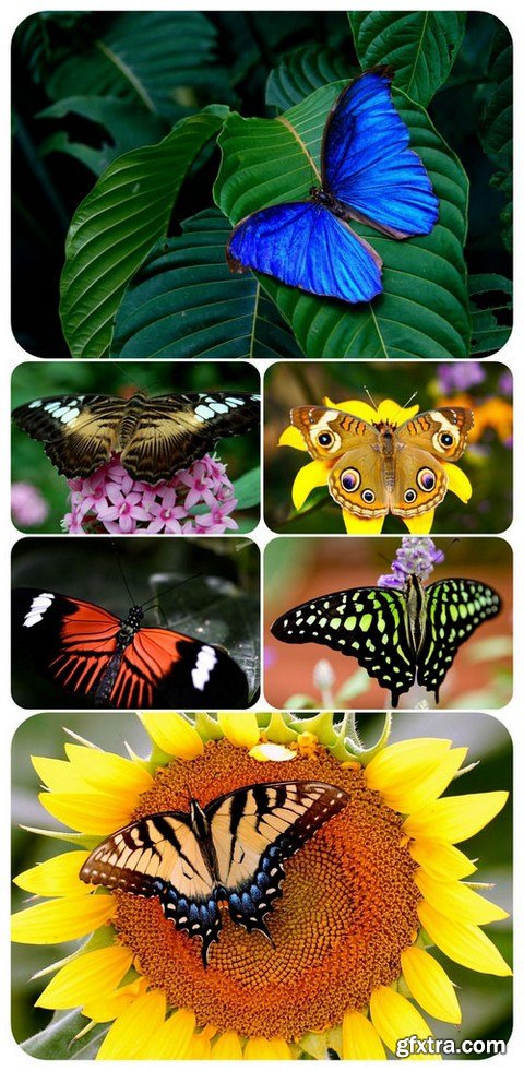 Wallpaper pack - Butterflies