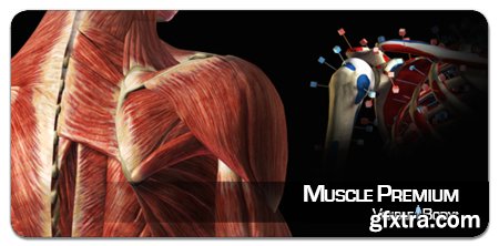 Visible Body Muscle Premium 3.1.2 (Mac OS X)