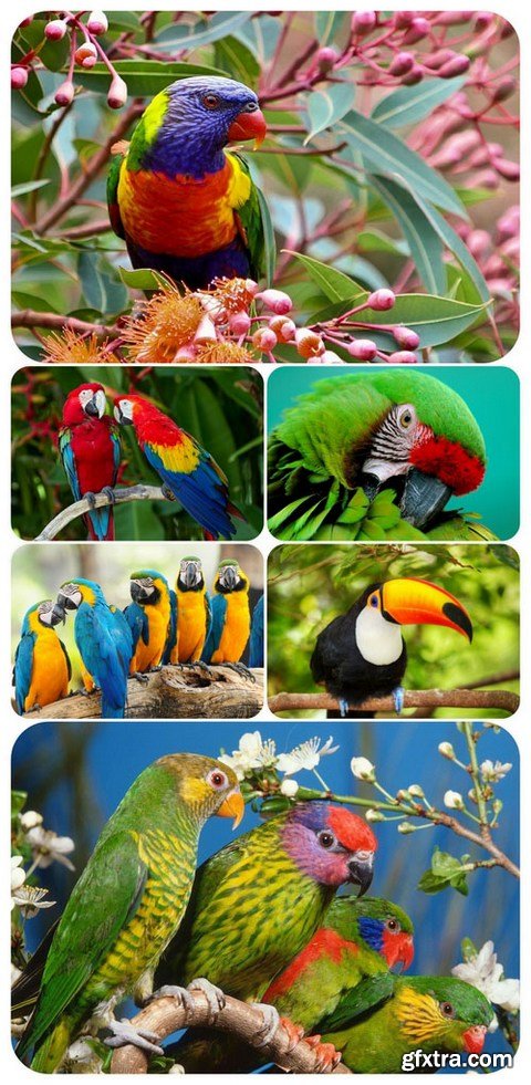 Wallpaper pack - Parrots