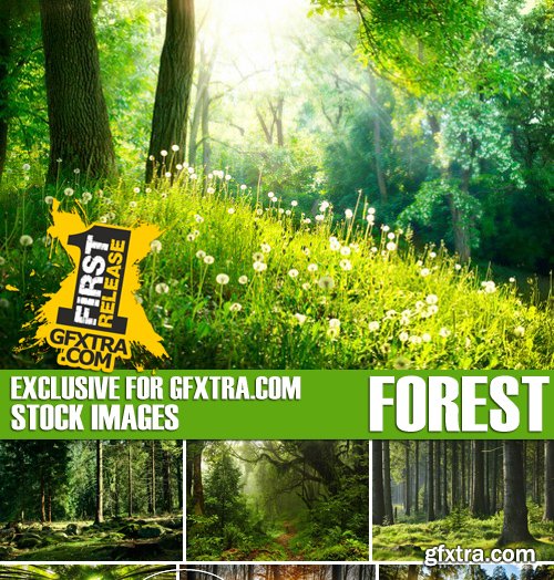 Stock Photos - Forest, 25xJPG