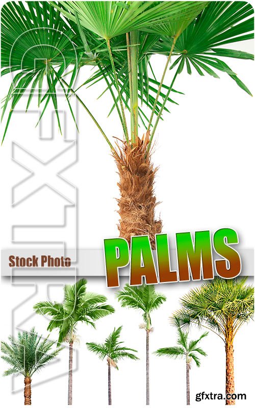 Palms on white background - UHQ Stock Photo