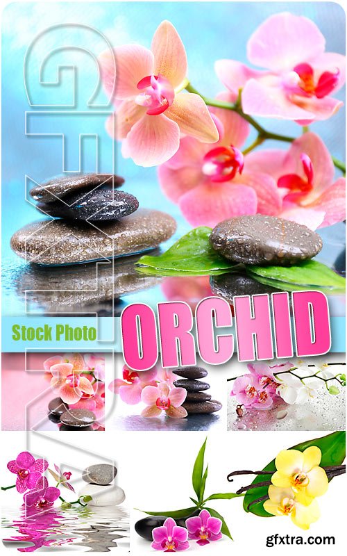 Orchid - UHQ Stock Photo