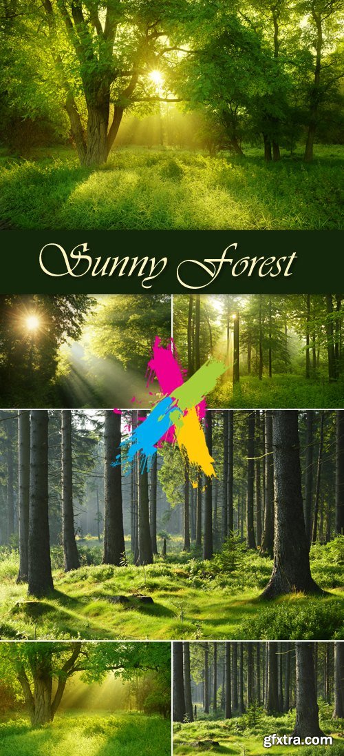 Stock Photo - Sunny Deep Forest