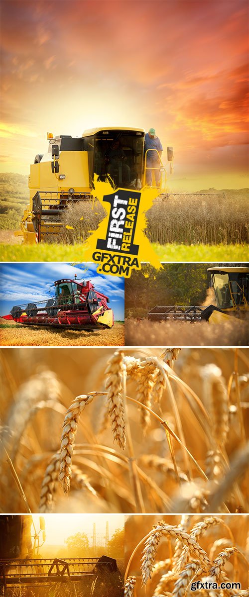 Stock Photo: Harvesting wheat