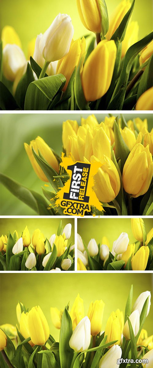 Stock Photo: Yellow and white tulips isolated on green