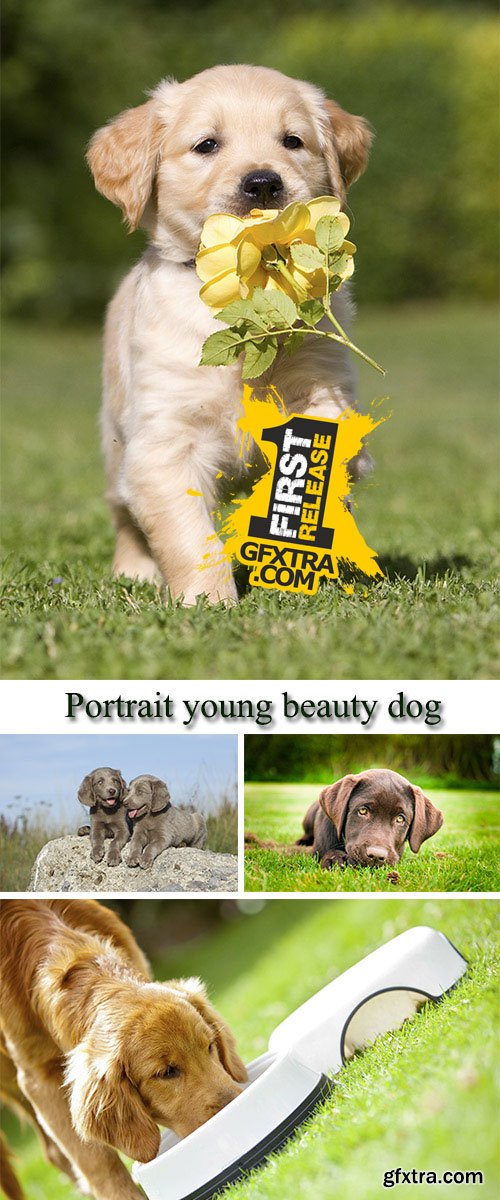 Stock Photo: Portrait young beauty dog